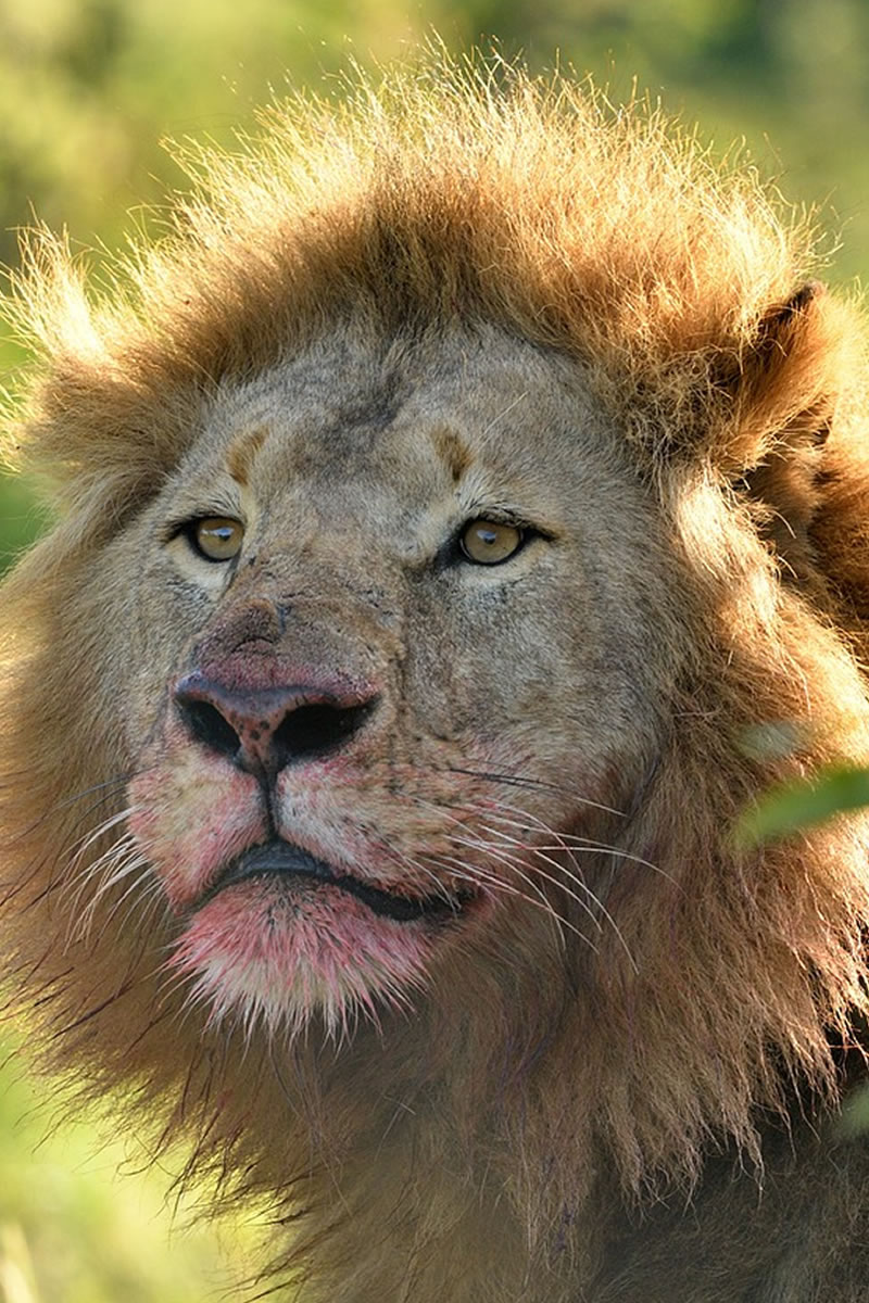 Lion pride in the Mara Triangle during Kenya Big Five safari